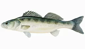 Zander (Sander lucioperca), freshwater fish