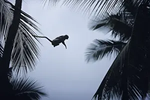 Zanzibar red colobus (Procolobus badius kirkii) jumping between trees, Zanzibar