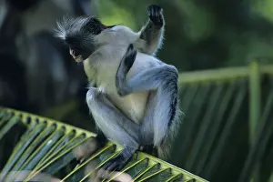 Anup Shah Wildlife Photography Prints: Zanzibar red colobus (Procolobus badius kirkii) on palm leaf, scratching, Zanzibar