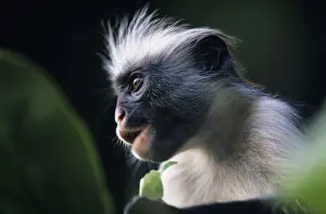 Zanzibar red colobus (Procolobus badius kirkii) sitting among leaves, watching, Zanzibar