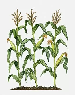 Images Dated 21st June 2010: Zea mays (Maize) with eras, silk, flowers and green leaves on tall stalks