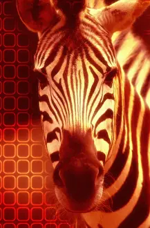 Composite Image Prints: Zebra