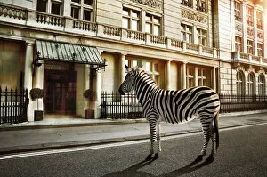Images Dated 21st October 2009: zebra crossing on the road