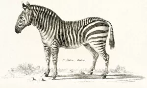 Images Dated 3rd April 2017: Zebra engraving 1803