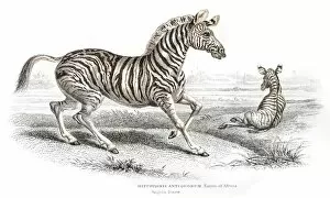Images Dated 17th June 2015: Zebra engraving 1841