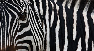 Zebra, Equus quagga burchellii, Ngorongoro Conservation Area, Tanzania, Africa