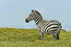 Images Dated 18th February 2014: Zebra -Equus quagga-, Ngorongoro Crater, Tanzania
