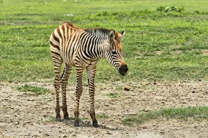 Images Dated 17th February 2014: Zebra foal, Zebra -Equus quagga-, Ngorongoro Crater, Tanzania