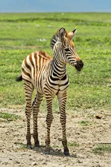 Images Dated 17th February 2014: Zebra foal, Zebra -Equus quagga-, Ngorongoro Crater, Tanzania