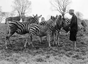 Zebra Herd