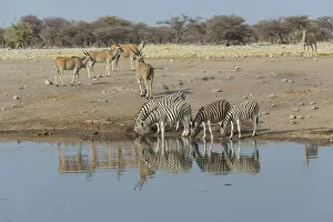 Zebra herd drinking, Burchells zebras -Equus quagga burchellii-, behind elands -Taurotragus oryx-, Chudop water hole