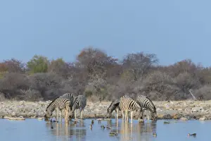 Zebra herd drinking, Burchells zebras -Equus quagga burchellii-, Chudop water hole, Etosha National Park, Namibia