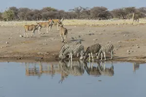 Zebra herd drinking, Burchells zebras -Equus quagga burchellii-, behind elands -Taurotragus oryx-, Chudop water hole, Etosha National Park, Namibia