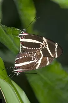 Zebra Longwing Butterflies -Heliconius charithonia-, mating, Kerzers, Switzerland