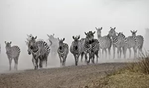 Large Group Of Animals Collection: Zebra Migration