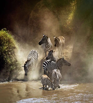 Fine Art Photography Collection: Zebra Migration Crossing the Mara River