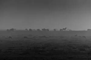 Zebra in Mist