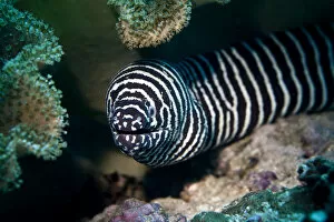 Zebra Moray -Gymnomuraena zebra-, Gulf of Oman, Oman