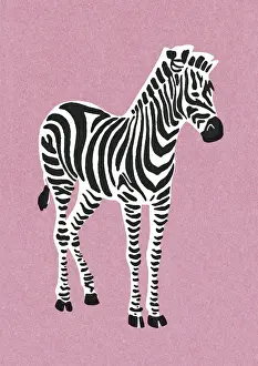 Zebra on Pink Background
