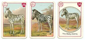 Noah's Art Victorian Card Game Prints Collection: Three zebra playing cards Victorian animal families game