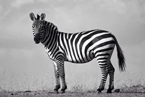 Images Dated 6th November 2014: Zebra Standing On Field Against Sky