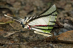 Zebra Swallowtail Butterfly -Euritides protesilanus, Papilionidae-, Tiputini rain forest, Yasuni National Park, Ecuador