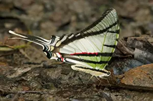 Papilionidae Prints: Zebra Swallowtail Butterfly -Euritides protesilanus