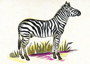 Zebra on White Background