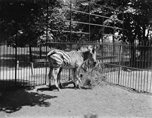 Cage Prints: Zebras