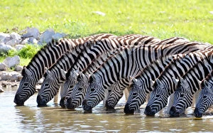 Medium Group Of Animals Gallery: Zebras Drinking Water In Lake