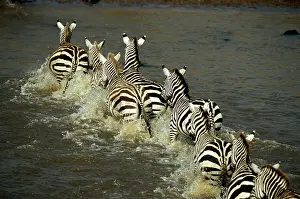 Zebras (Equus burchelli) crossing river, rear view