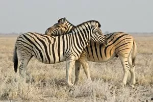 Two zebras -Equus quagga-, Etosha National Park, Namibia