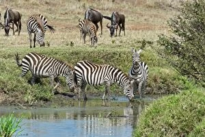 Images Dated 24th July 2014: Zebras -Equus quagga-, Msai Mara National Reserve, Serengeti, Rift Valley Province, Kenya