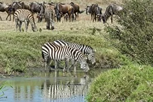 Images Dated 24th July 2014: Zebras -Equus quagga-, Msai Mara National Reserve, Serengeti, Rift Valley Province, Kenya