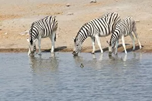 Images Dated 22nd August 2013: Three zebras -Equus quagga- at the waterhole, Etosha National Park, Namibia