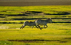 Images Dated 20th January 2010: Zebras Racing