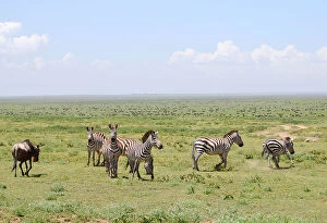 Images Dated 15th February 2010: Zebras in the savana