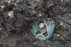Turquoise Colored Collection: Zeolite geode, minerals, Faroe Islands, Denmark
