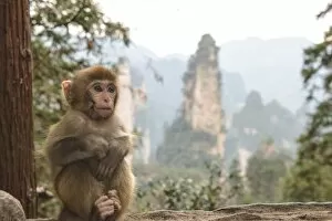Zhangjiajie baby monkey