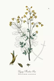 Images Dated 22nd September 2017: Zigzag Meadow Rue, Thalictrum flexuosum, Victorian Botanical Illustration, 1863