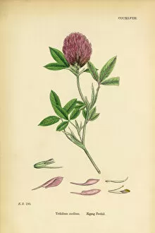 Images Dated 9th June 2017: Zigzag Trefoil, Trifolium medium, Victorian Botanical Illustration, 1863