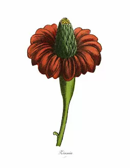 Images Dated 19th February 2019: Zinnia Plants, Victorian Botanical Illustration