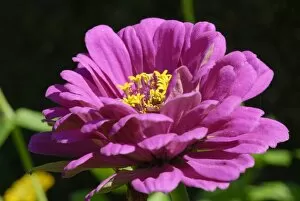 Images Dated 11th August 2011: Zinnia -Zinnia peruviana-, pink flower