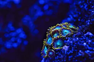 Animals In Captivity Collection: Zoanthids in blue