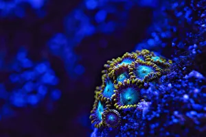 Turquoise Colored Collection: Zoanthids in blue