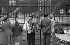 Cage Prints: Zoo Accordion