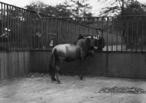 Enclosure Prints: Zoo Gnu