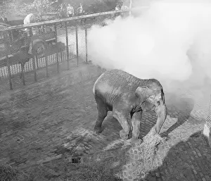 Spraying Prints: Zoo Sprays Elephant With DDT