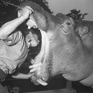 Risk Prints: Zookeeper Examines Hippo's Mouth