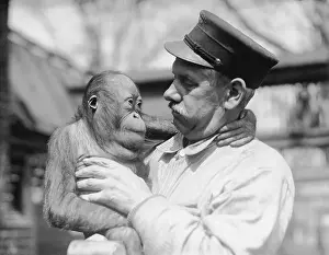 Baby Animal Prints: Zookeeper Holding Young Orangutan